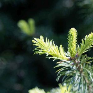 Abies lasiocarpa
